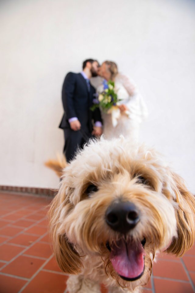 elopement photo of bride and groom with close up of dog in the foreground